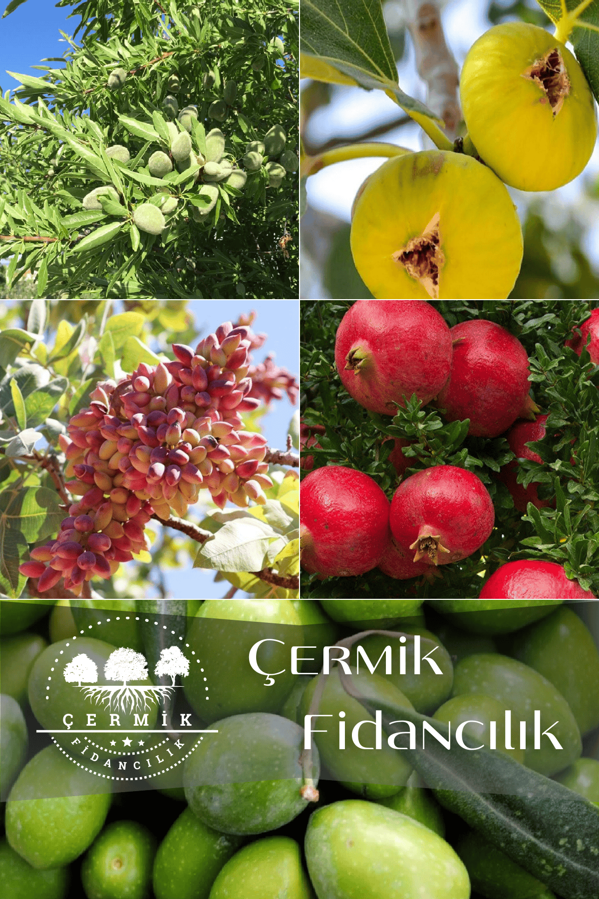 5 Çeşit Karışık Meyve Fidanı Badem , İncir , Nar, Antep Fıstığı Ve Zeytin