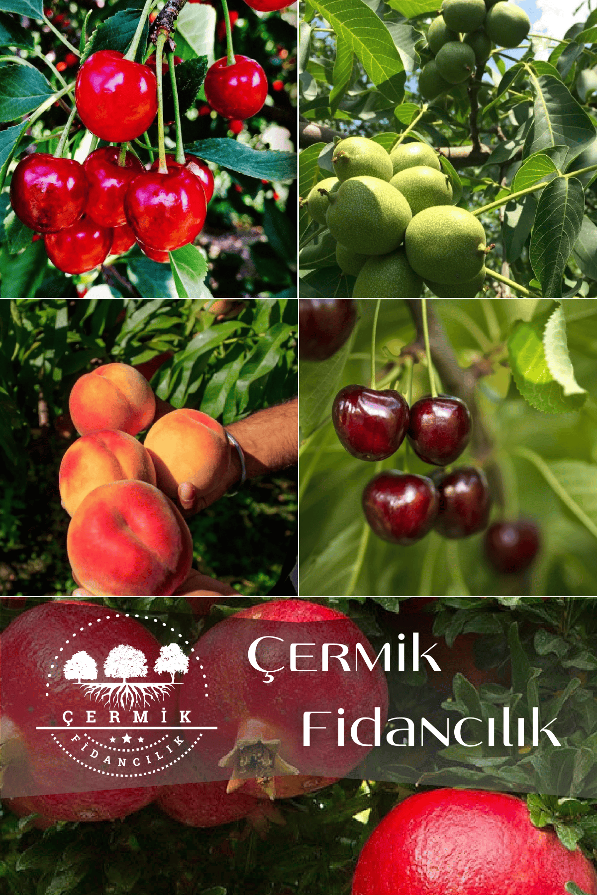 5 Çeşit Karışık Meyve Fidanı Vişne , Kiraz , Ceviz, Şeftali Ve Nar