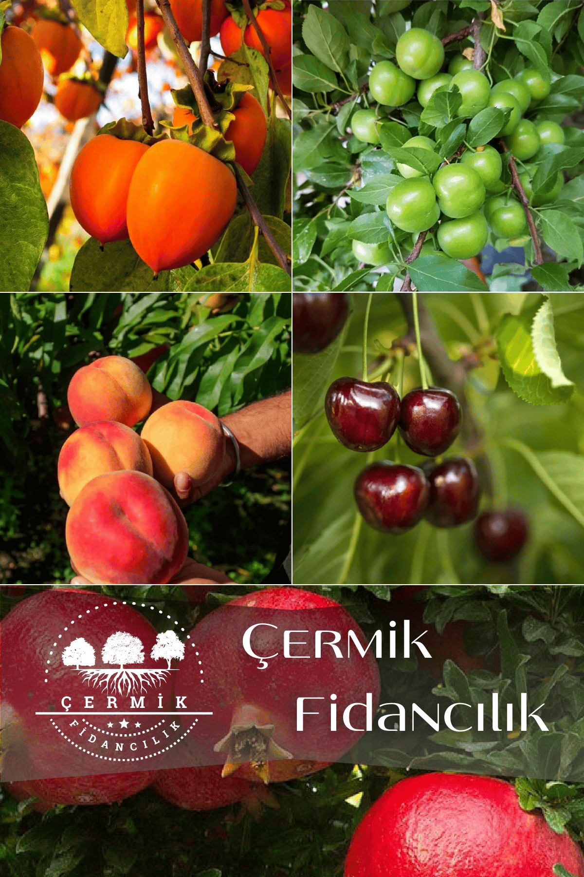 5 Çeşit Karışık Meyve Fidanı Hurma , Kiraz , Erik , Şeftali Ve Nar
