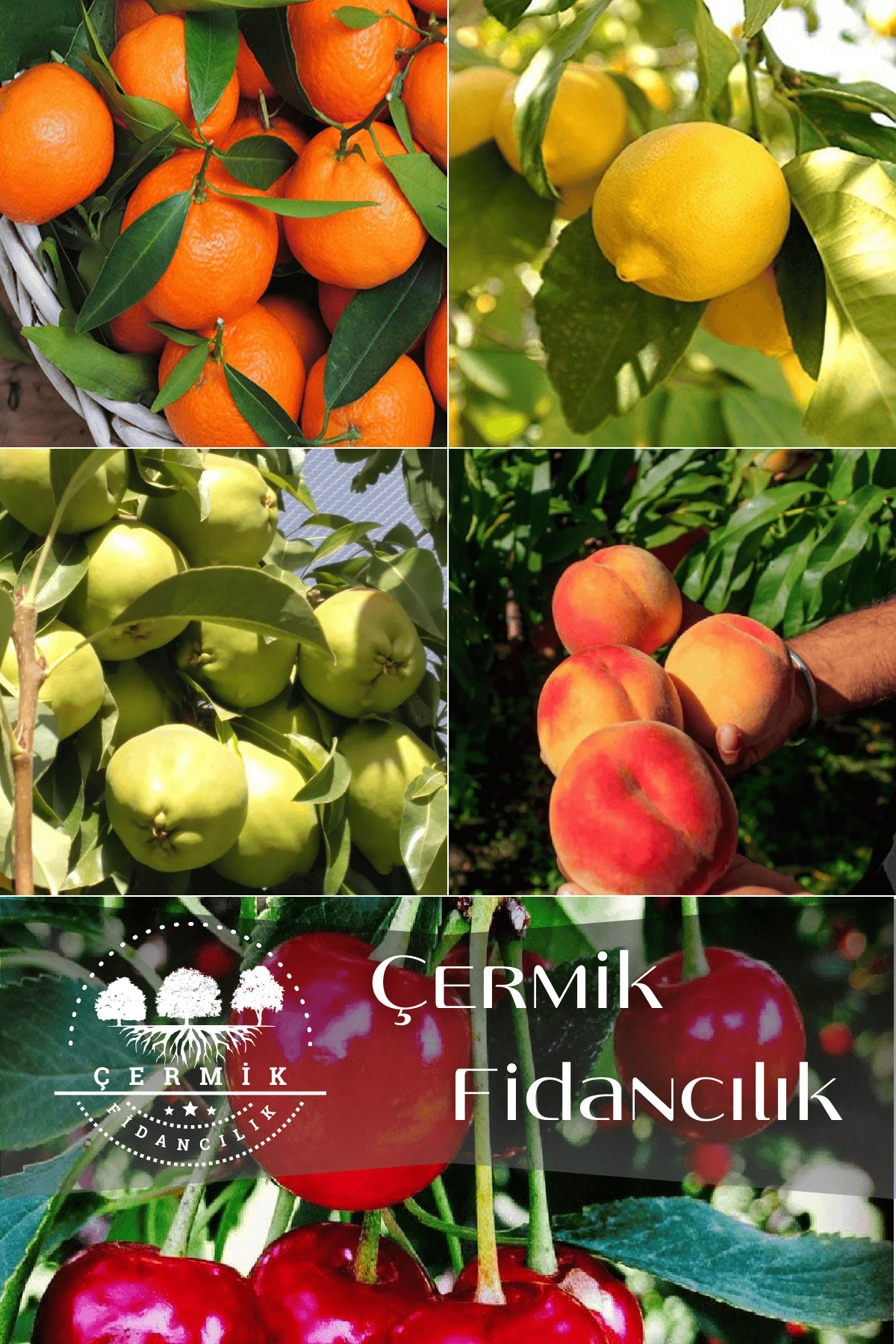5 Çeşit Karışık Meyve Fidanı Mandalina , Limon , Armut , Şeftali Ve Vişne
