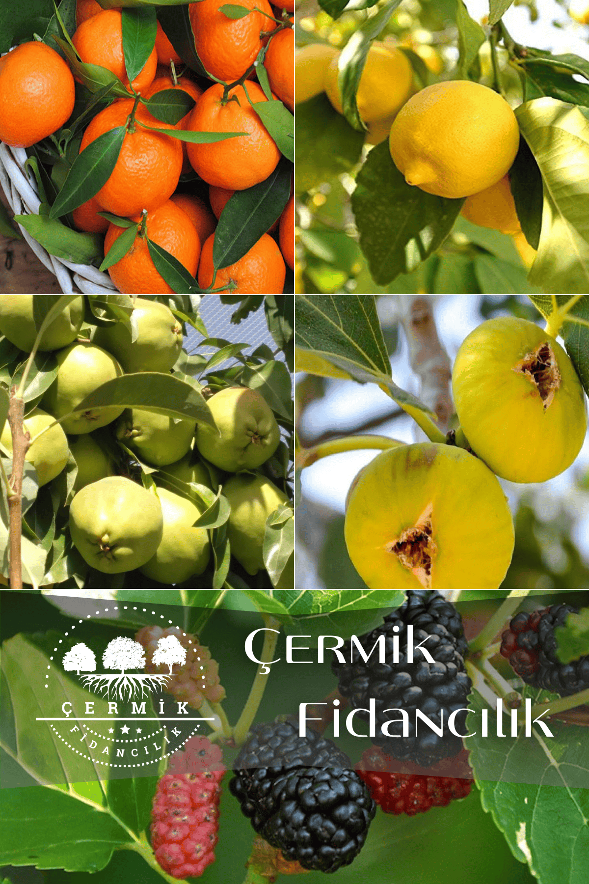 5 Çeşit Karışık Meyve Fidanı Mandalina , Limon , Armut , İncir Ve Kara Dut