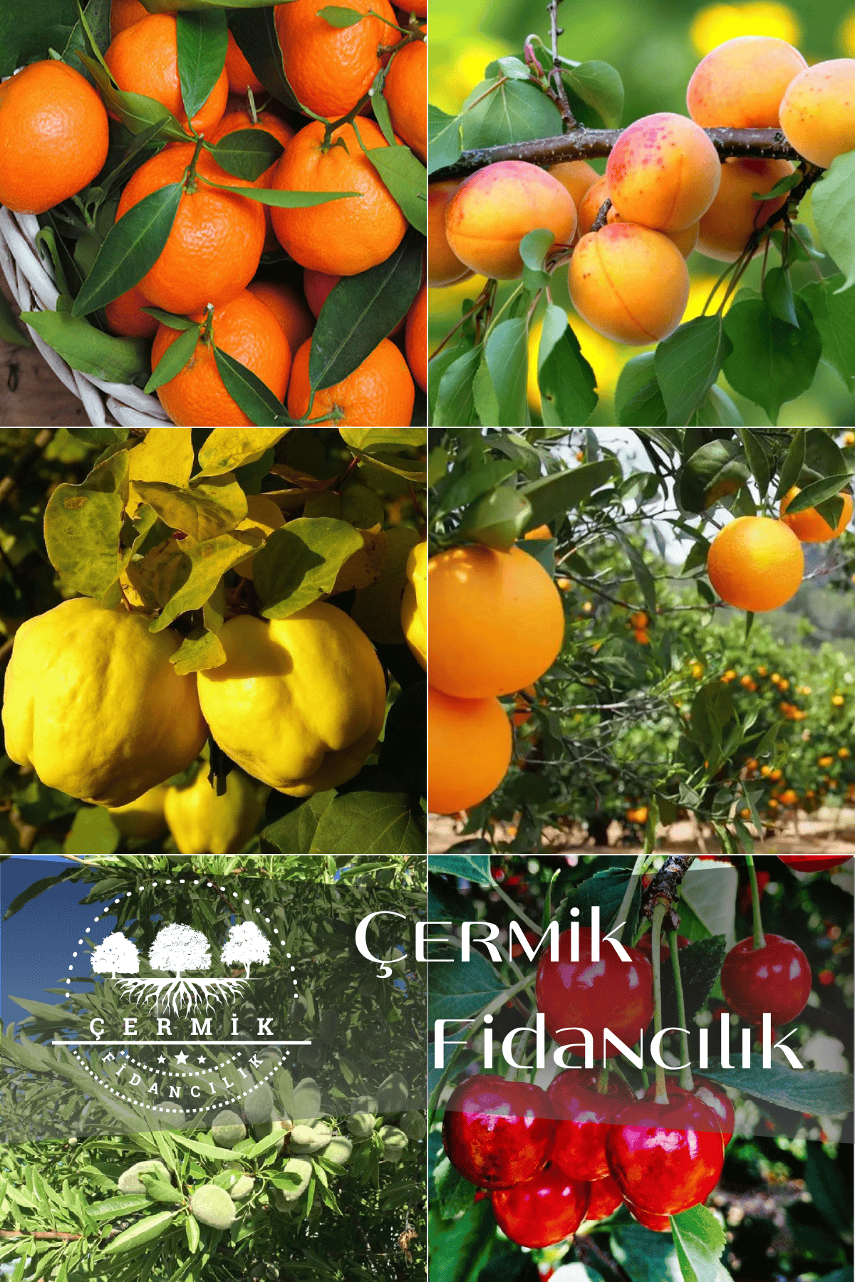 6 Çeşit Karışık Meyve Fidan Mandalina , Kayısı , Ayva ,Portakal , Badem Ve Vişne