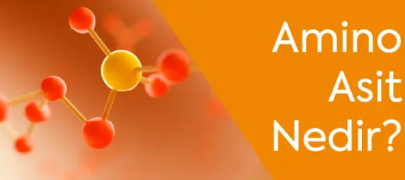Amino Asit Nedir?