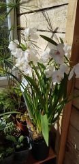 Orkide(Cymbidium)Beyaz Fidanı-Canlı Resimdeki Bitki-Soğuklara Dayanıklı Çeşit-Bol Çiçekli