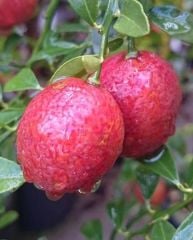 Avustralya Kırmızı Limonu (Australian Blood Lime) 20-30 cm