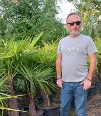 Washingtonia Filifera Palmiye fidanı 150 cm