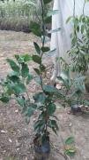 Bir Ağaçta 2 Farklı Meyve Fidanı Mandalina ve Ugli)