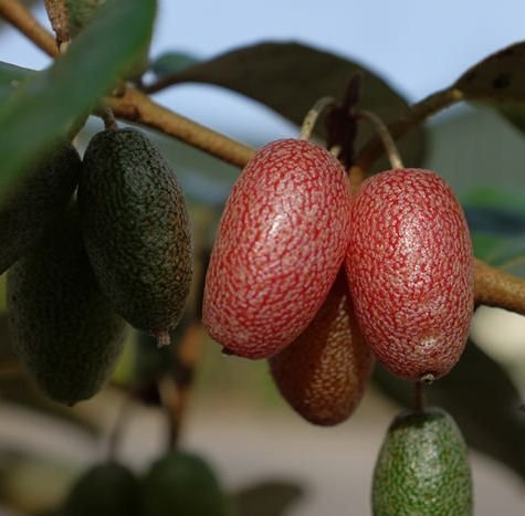 Eleagnus Ebbingei (Kış İğdesi ) Fidanı 20-30 cm