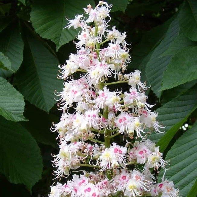 At kestanesi 250 cm (Beyaz Çiçekli) Gövde Çevresi 14-16 cm