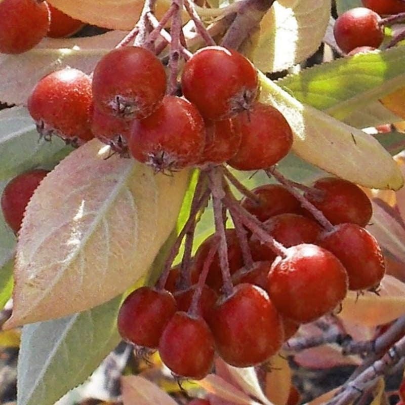 Aronia Arbutifolia ( Red Chokeberry) Katya  20 cm