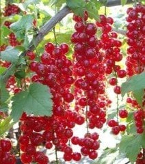 Frenk Üzümü (Kırmızı) Meyveli 30-50 cm