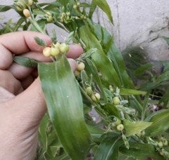 Tesbih Çiçeği (Coix Lacryma) Bitkisi