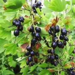 Sarı Çiçekli Siyah Meyveli Altın Frenk üzümü (Ribes Aureum)