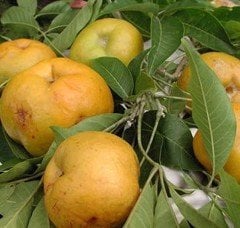 White Sapote (Aşılı)-100-150 cm- Meyve verme Aşamasındaki Fidan