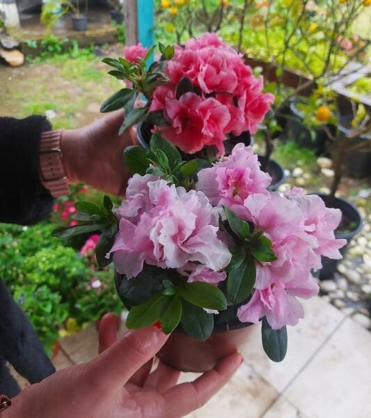 Açelya Fidanı-Azalea Japonica -İthal-Bol Çiçekli