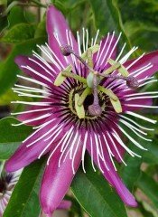 Passiflora Victoria (Pembe-Kırmızı Çiçekli)