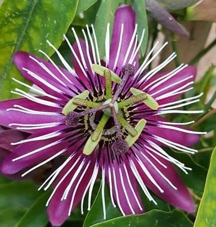 Passiflora Victoria (Pembe-Kırmızı Çiçekli)