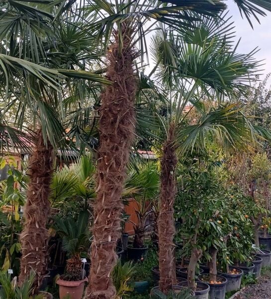 Palmiye Fidanı Gövde 250-300 cm- Yaprak Boyu 500-600 cm