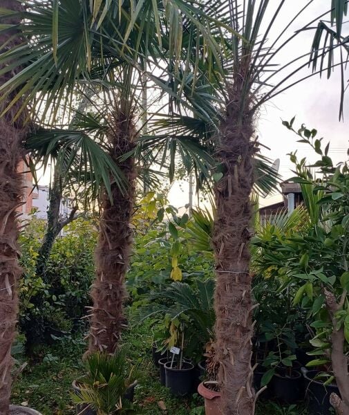 Palmiye Fidanı Gövde 250-300 cm- Yaprak Boyu 500-600 cm