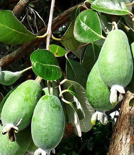 Feijoa (Kaymak Ağacı) Fidanı 3-4 Yaş- Boy 60-90 cm