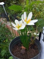 Beyaz zıpçıktı - Rain Lily, Zephyranthes Atamasca