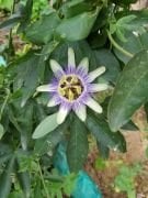 Passiflora Caerulea (Hardy Passion) Fidanı