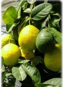 CITRUS LUMIA 'POMUM D 'ADAMUM' - ADAMSAPFEL LIMETTE