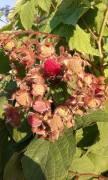 Rubus Parviflorus Thimbleberry Fidanı