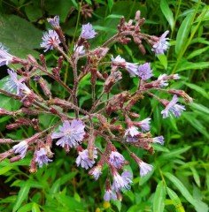 Prenanthes Petiolata Eğik Çiçek Bitkisi