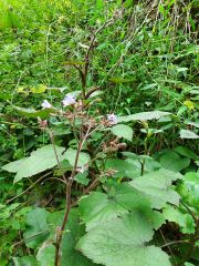 Prenanthes Petiolata Eğik Çiçek Bitkisi