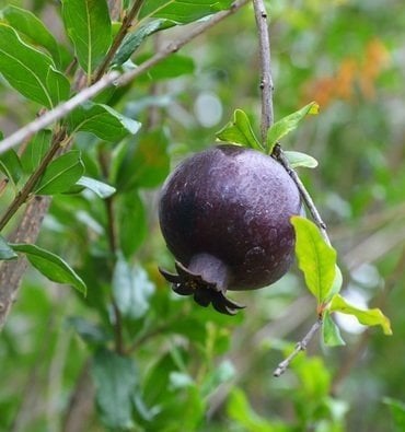 Siyah Nar Punica Granatum Eight Ball Fidanı 5 Yaş- Boy200 cm