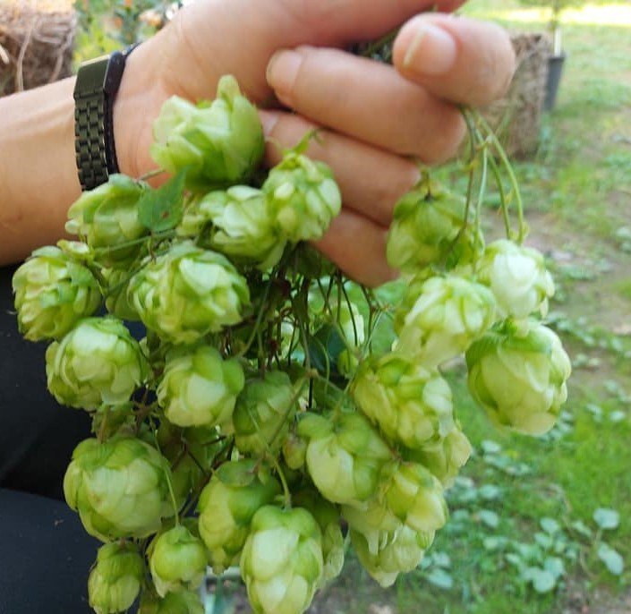 Humulus Lupulus-Şerbetci Otu Fidanı