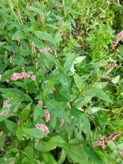 Polygonum persicaria ( Söğütotu-Biber Otu) Fidanı