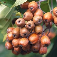 Sorbus Torminalis-Akçaağaç Yapraklı Üvez-Boy 500-600 cm-Gövde Çevresi 20-30 cm