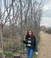 Sorbus Torminalis-Akçaağaç Yapraklı Üvez-Boy 500-600 cm-Gövde Çevresi 20-30 cm