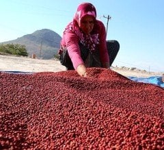 Sumak Fidanı 20 cm-Tüplü