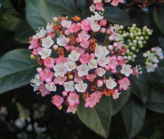 Viburnum Tinus (Defne Yapraklı Kartopu) Fidanı-170-200 cm