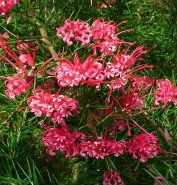 Grevillea Çalısı 150-180 cm-Gelişmiş-Bol Çiçek Açan Özel Damızlık Bitki