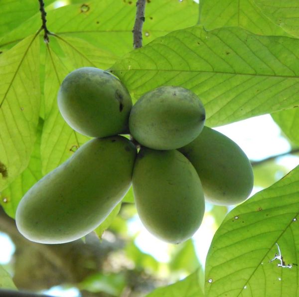 Pawpaw-Asimina Triloba Fidanı 3 Yaş 100-120 cm