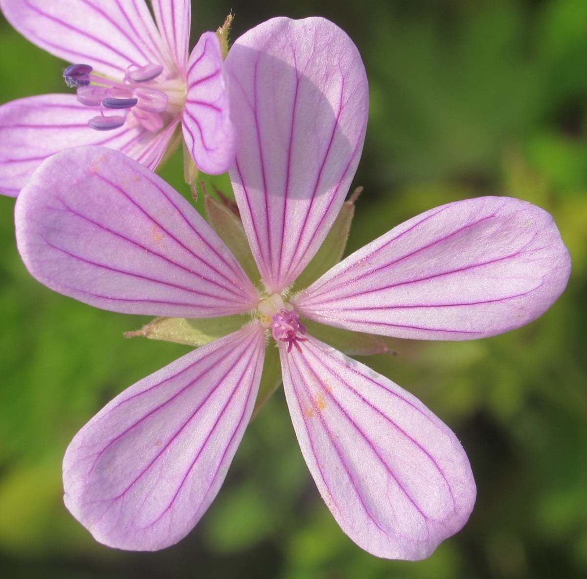 Geranium Asphodeloides subsp. asphodeloides (Yara Merhemi) Fidanı