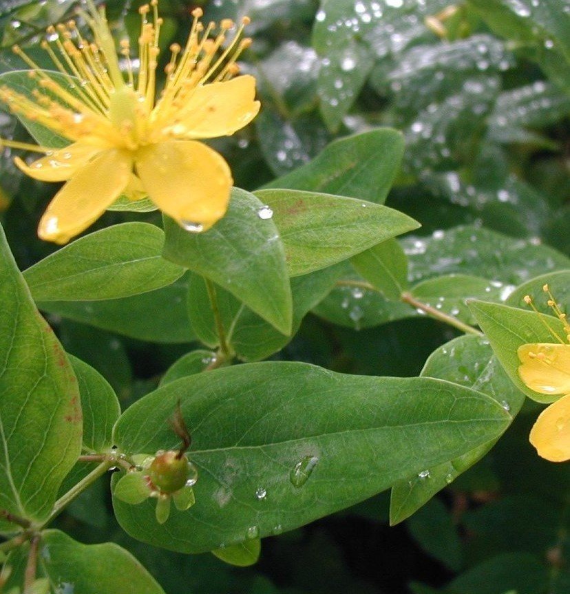 Hypericum hircinum Ssp majus ( Büyük Tekeotu ) 80-130 cm