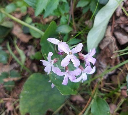 Cardamine Bulbifera, Coralroot bittercress, Dişlikök