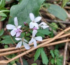 Cardamine Bulbifera, Coralroot bittercress, Dişlikök