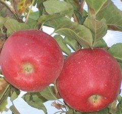 Gala Elma Fidanı 5-6 Yaş 200-250 cm-Gövde Çevresi 6-8 cm