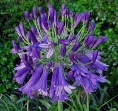 Afrika Zambağı (Agapanthus) Saksılı-Mavi Çiçekli