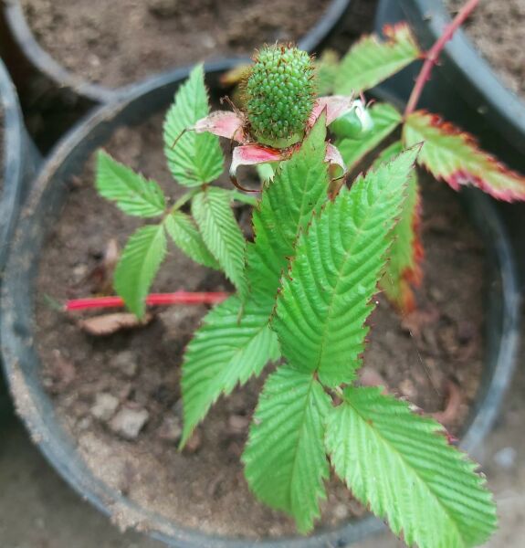 Rubus Rosifolius-Ahududu (Çilek) Fidanı-Bodur Saksılık