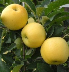 Golden Elma Fidanı 7-8 Yaş 230-270 cm-Gövde Çevresi 12-16 cm