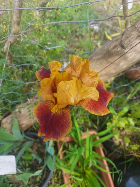 İris-Süsen Tall bearded Iris Germanica Broadway Star