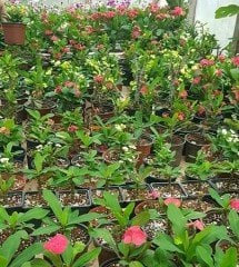 Dikenler Tacı (Euphorbia Milii)