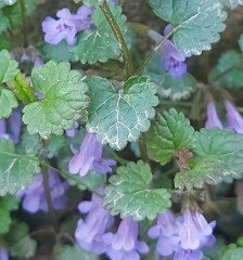 Glechoma Hederacea (Yernanesi) Fidanı